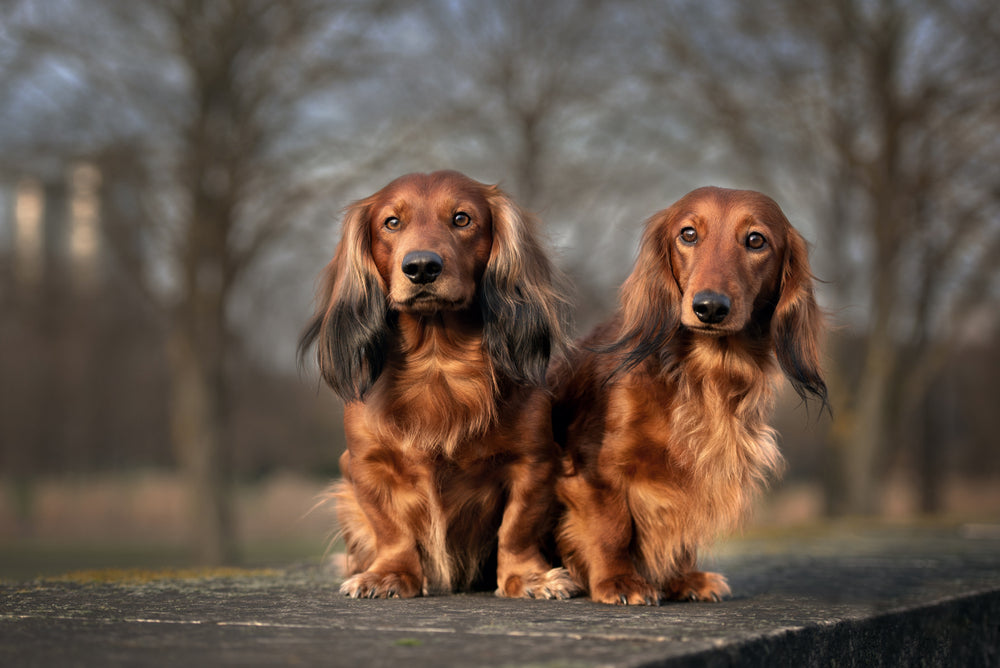 Long Haired Dachshund