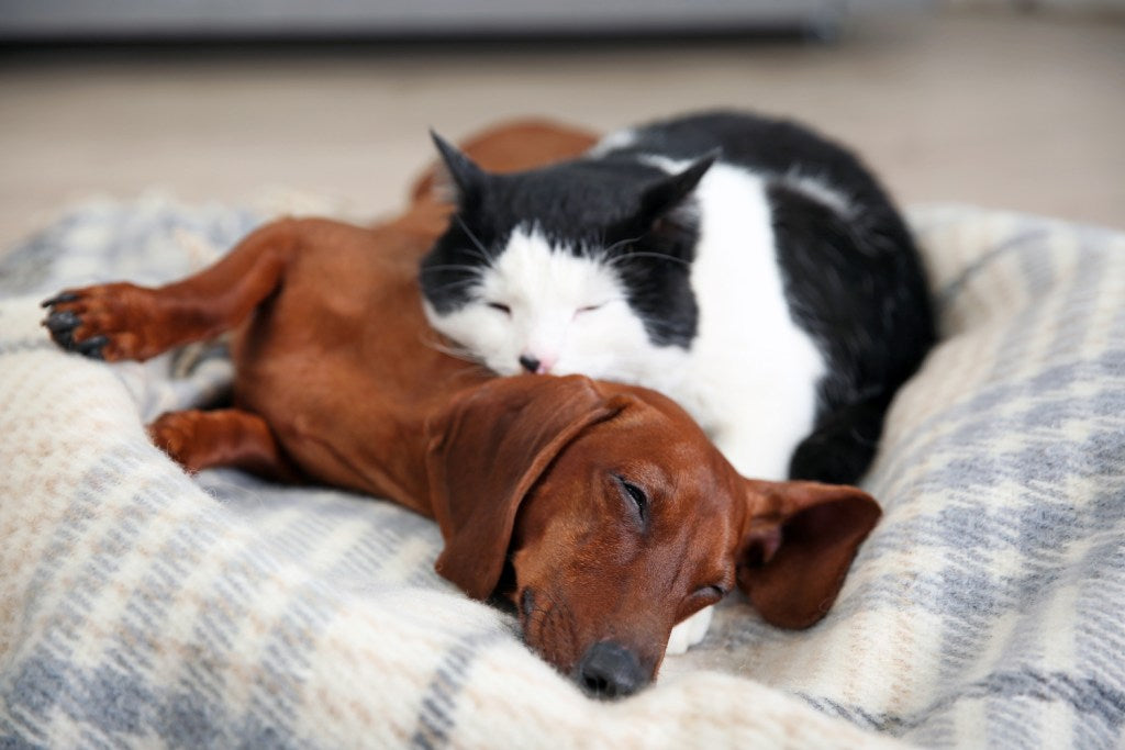 Wiener Dog and Cat