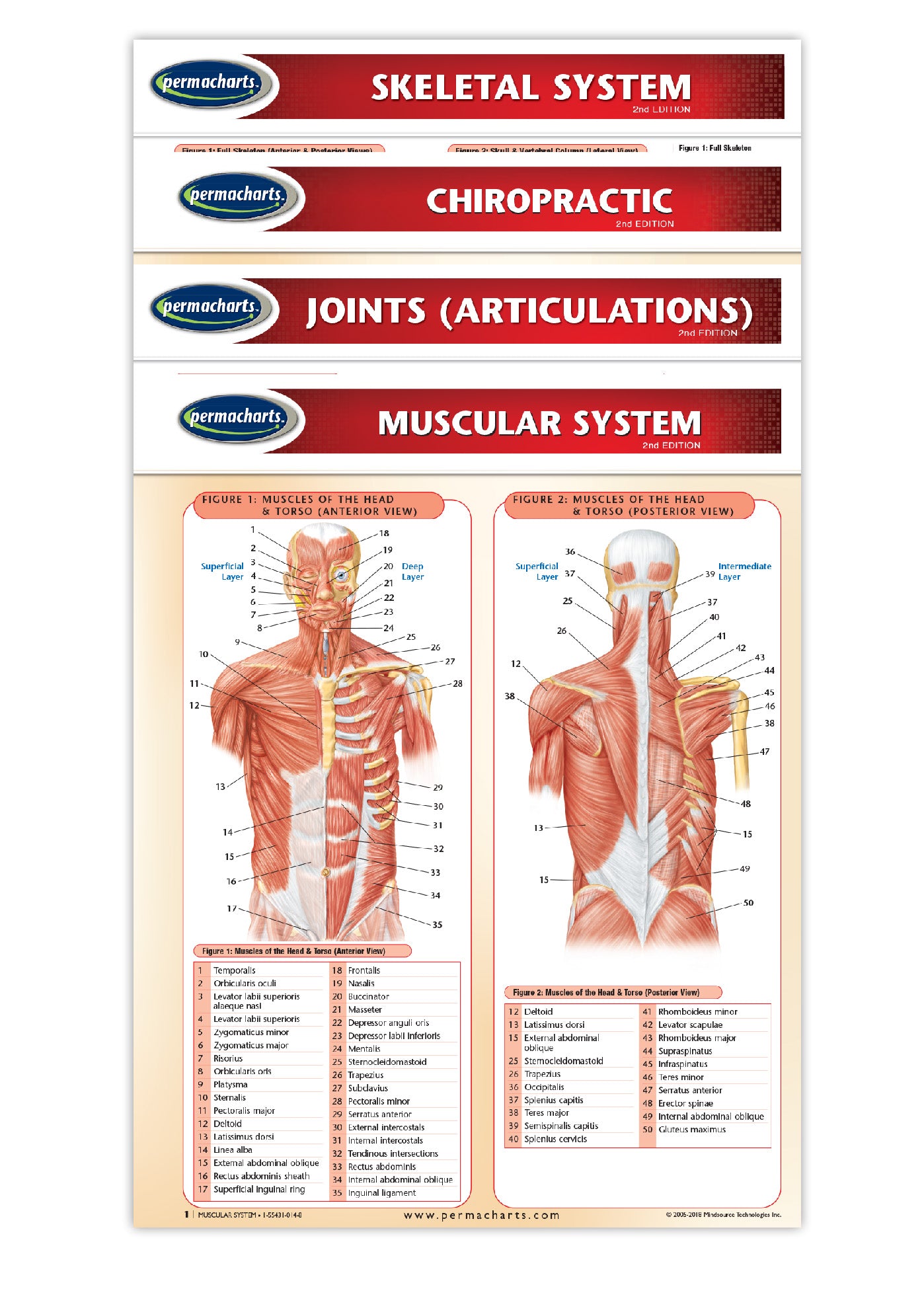 Chiropractic Charts Quick Reference Medical Guides 4 Chart bundle