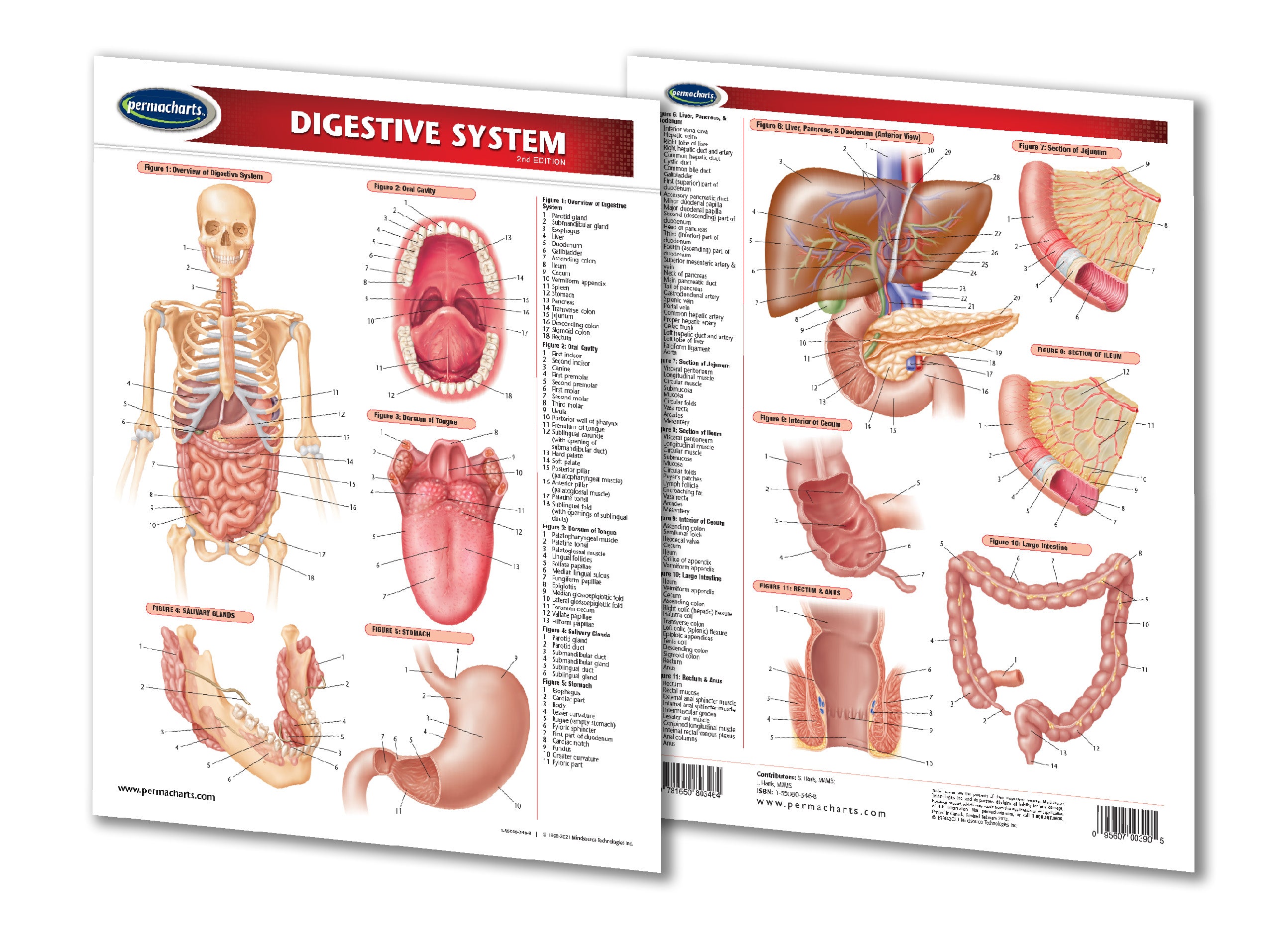 Digestive System Diagram Quick Reference Guide 