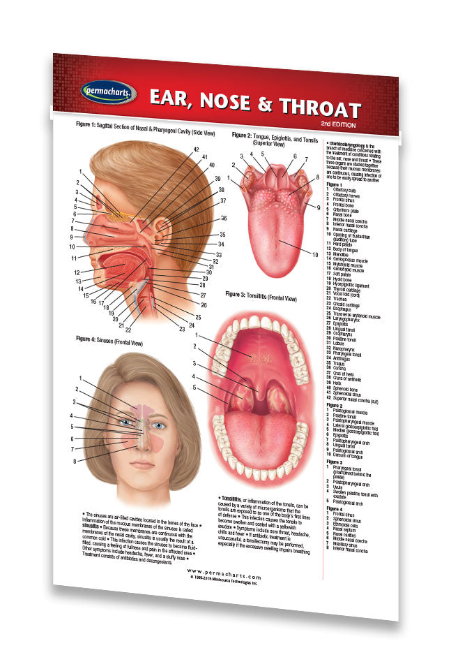 Larynx Chart