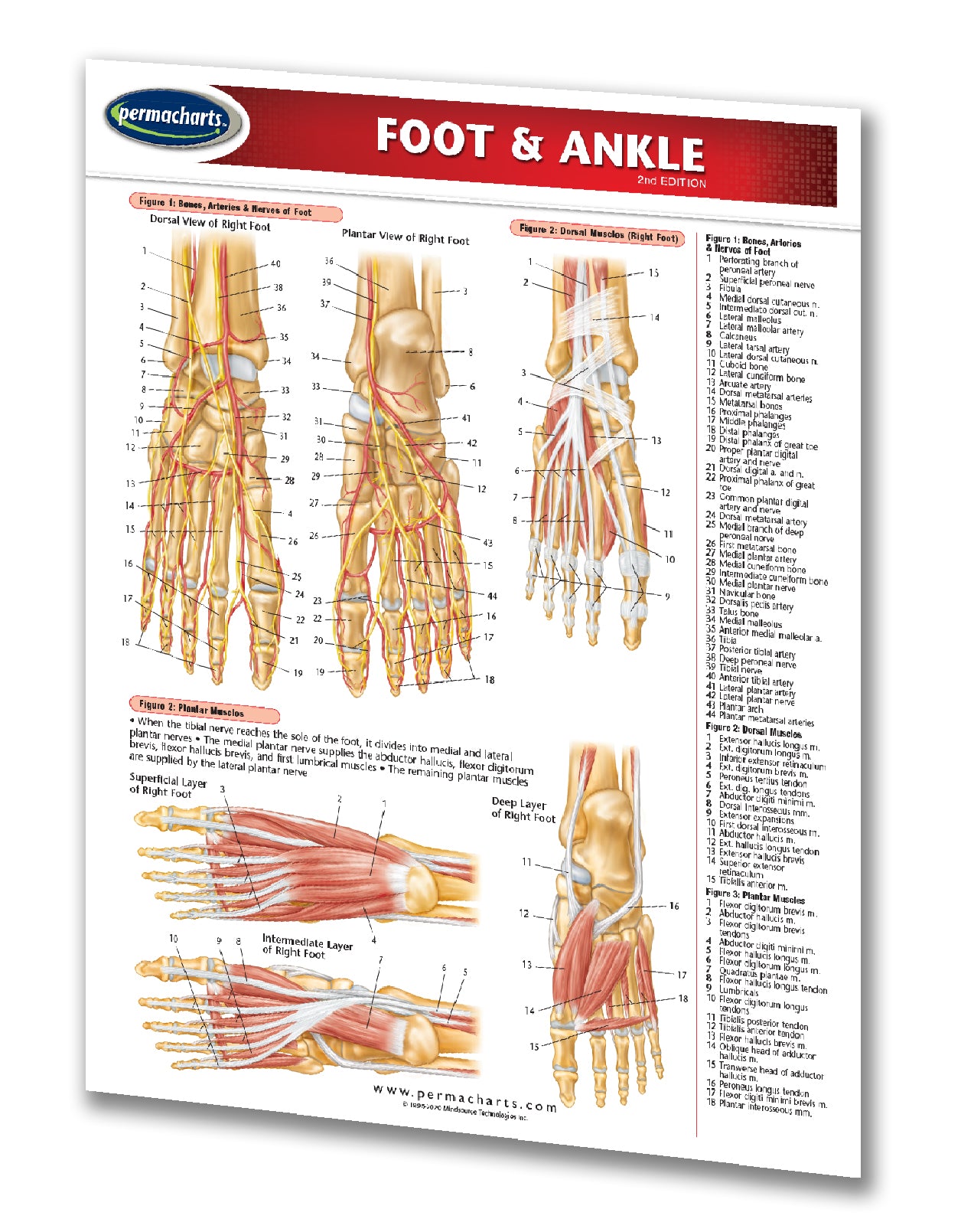 foot-and-ankle-chart-and-reference-guide-2-page-laminated-chart