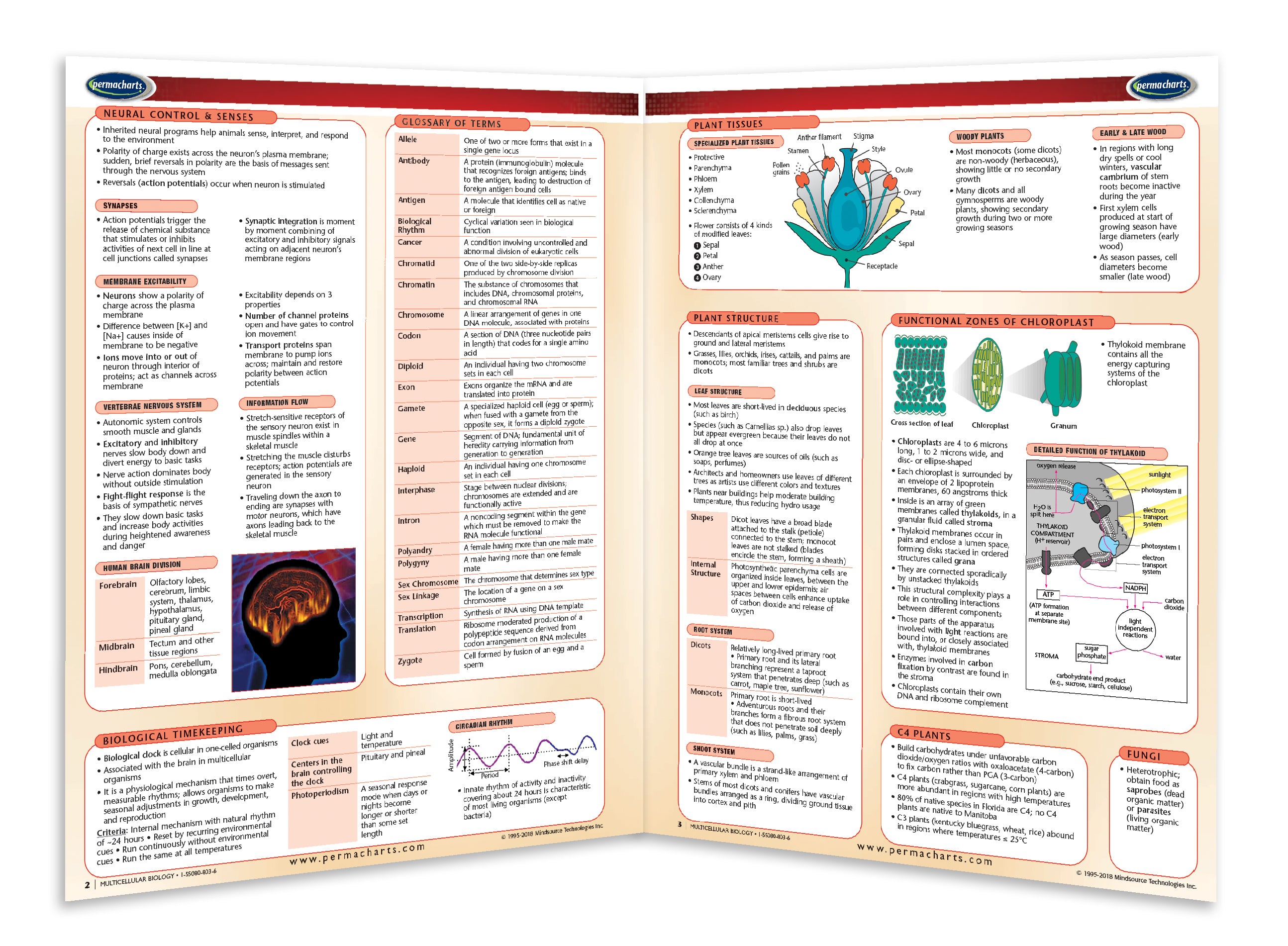 Multicellular Biology Guide Quick Reference Resource