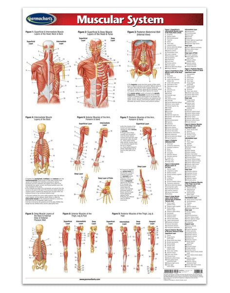 Muscular System Poster - 24" x 36' Laminated Quick Reference Guide