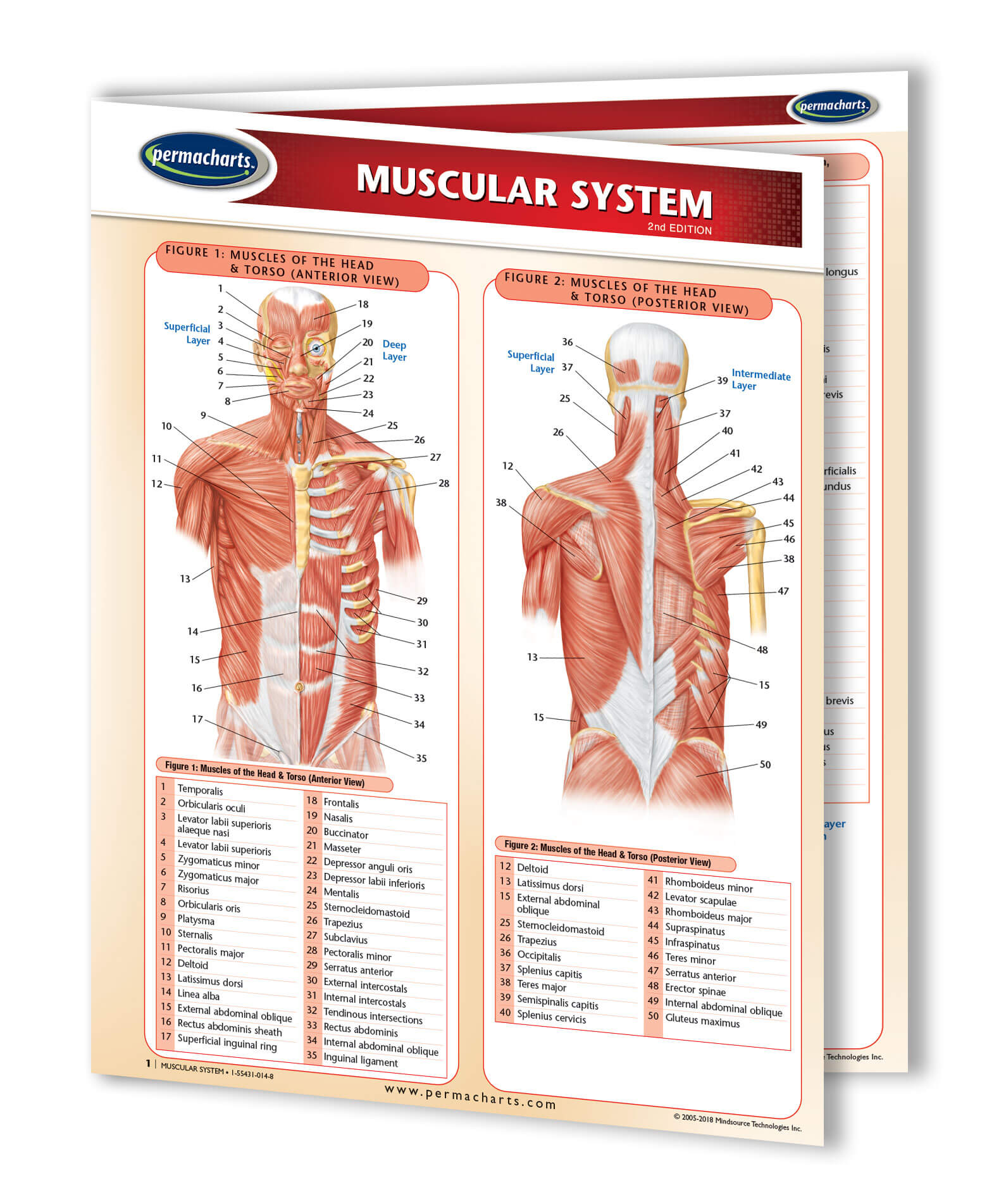Chiropractic Charts Quick Reference Medical Guides 4 Chart Bundle