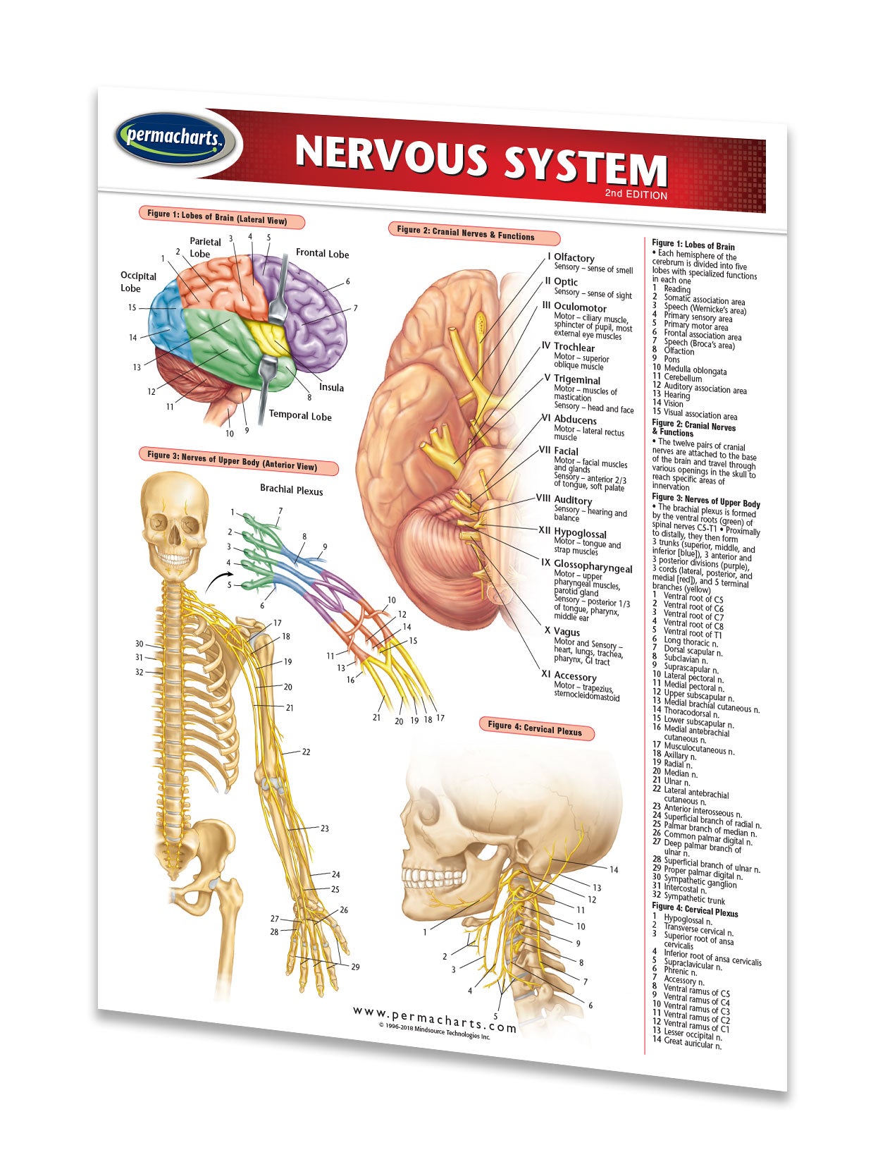 Nervous System Study Guide - Quick Reference Resource