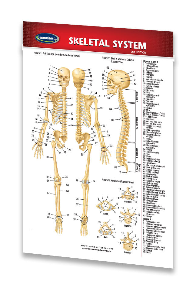 Skeletal System Study Guide (Pocket Size) - Quick Reference