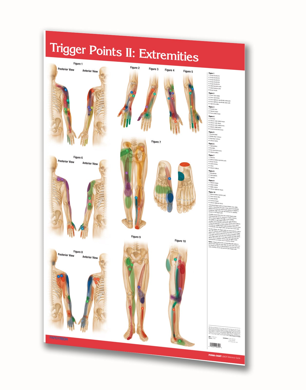 Body Trigger Points Chart