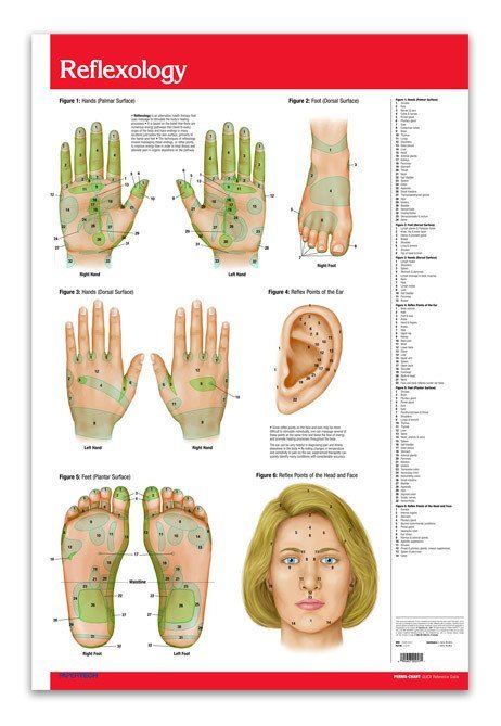 Acupuncture Chart Reflexology Chart Poster Quick Reference Guide 