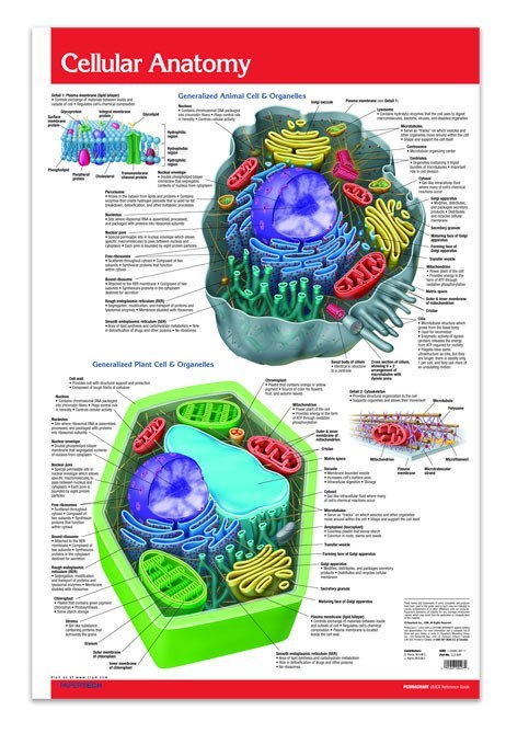 Cellular Anatomy Poster 24 X 36 Biology Quick Reference Guide
