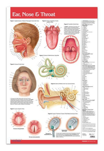 Ear Nose Throat Poster - 24" x 36" Laminated Quick Reference