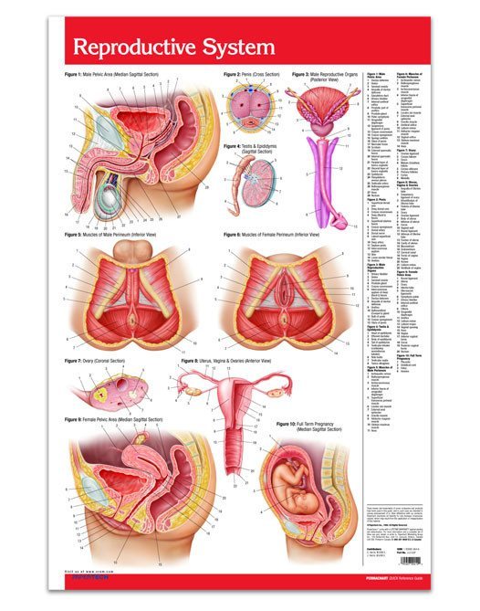 Reproductive System Poster 24 X 36 Laminated Quick Reference Chart