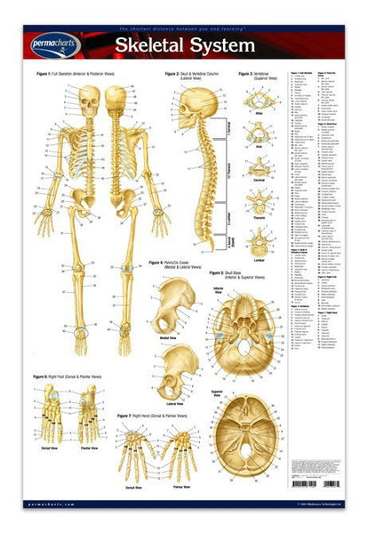 Skeletal System Poster - 24" x 36" Laminated Quick Reference Chart