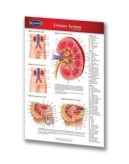 Urinary System Study Guide (Pocket Size) - Quick Reference