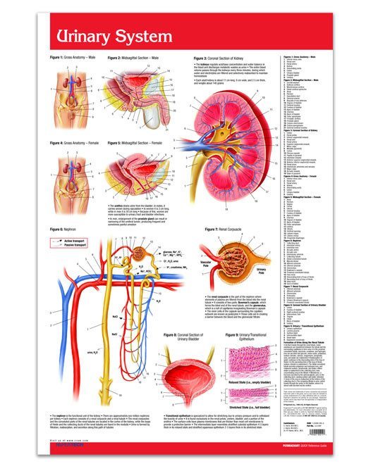 poster presentation on urinary system