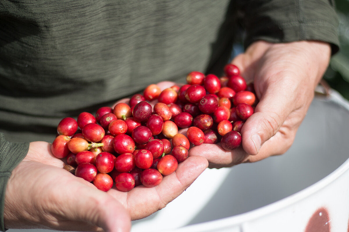 person-holding-coffee-cherries.jpg