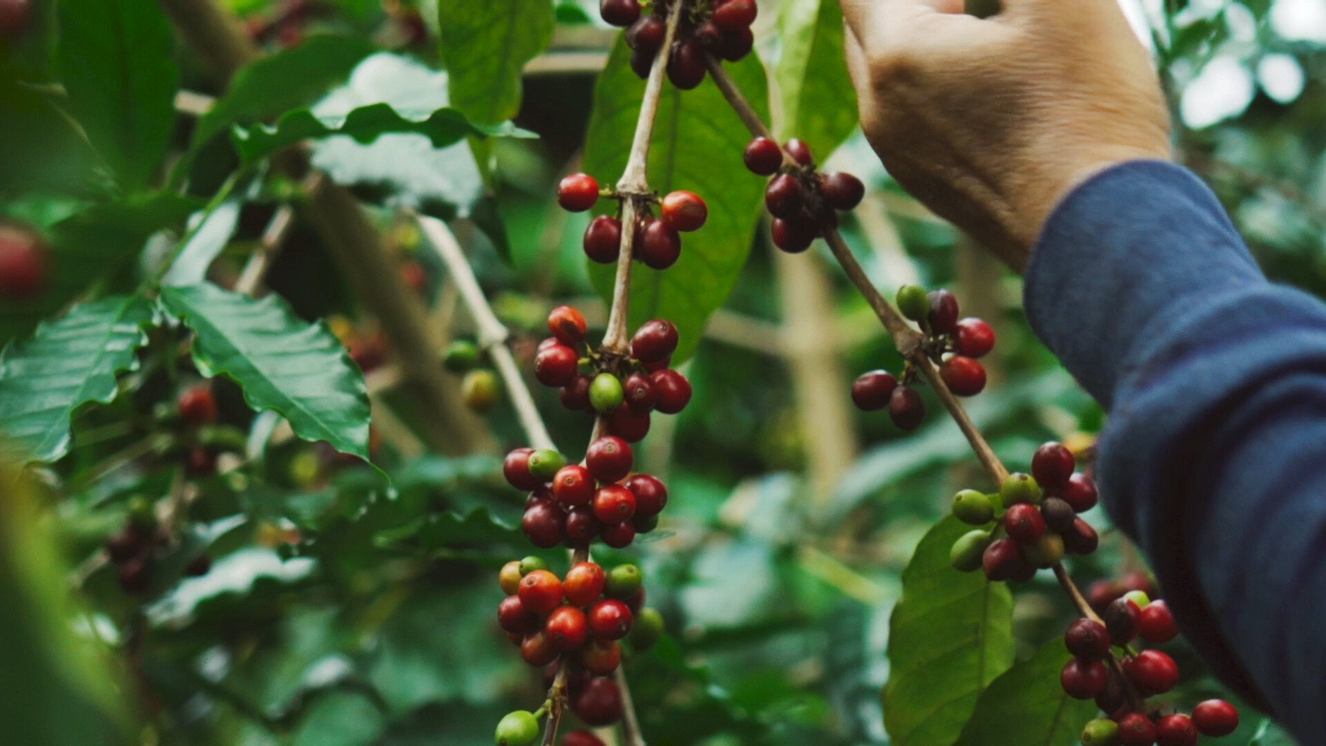 Coffee Cherry is picked by hand when bright red 