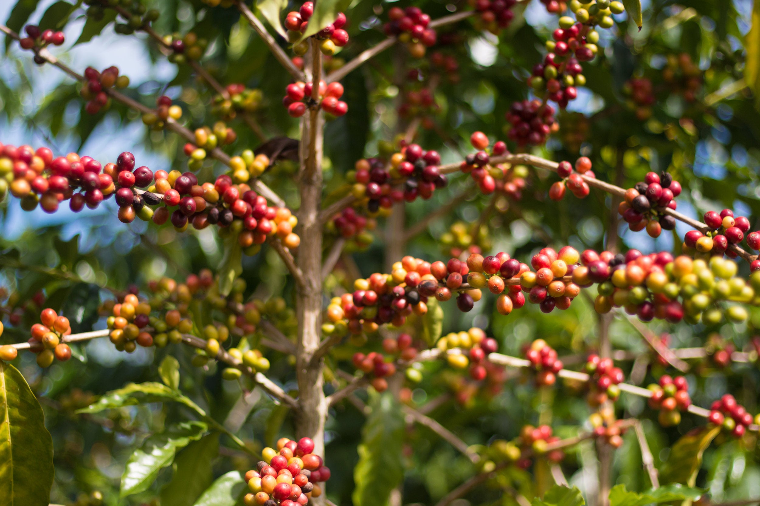 Only the brightest red coffee cherry are picked, leaving the fruit to ripen until another round of picking. PHOTO: Chance Ortiz