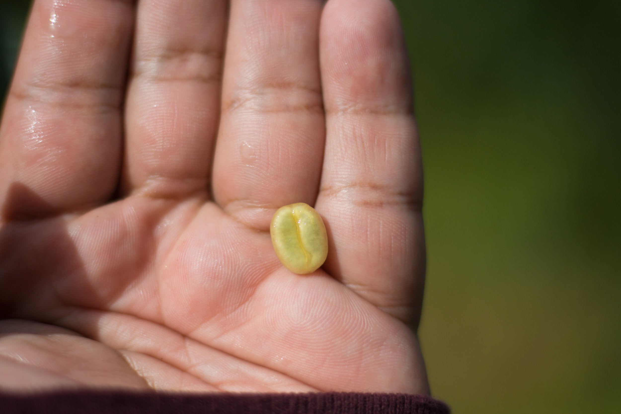 The evening they were picked the pulping process began at the wet mill. Pulping takes off the cherry pulp that surrounds the outer layer of a coffee bean. PHOTO: Chance Ortiz