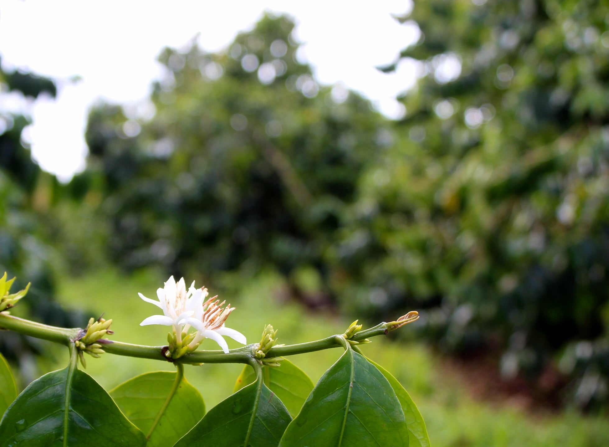 Kona coffee flower “Kona Snow” in bloom. PHOTO: Dayva Keolanui