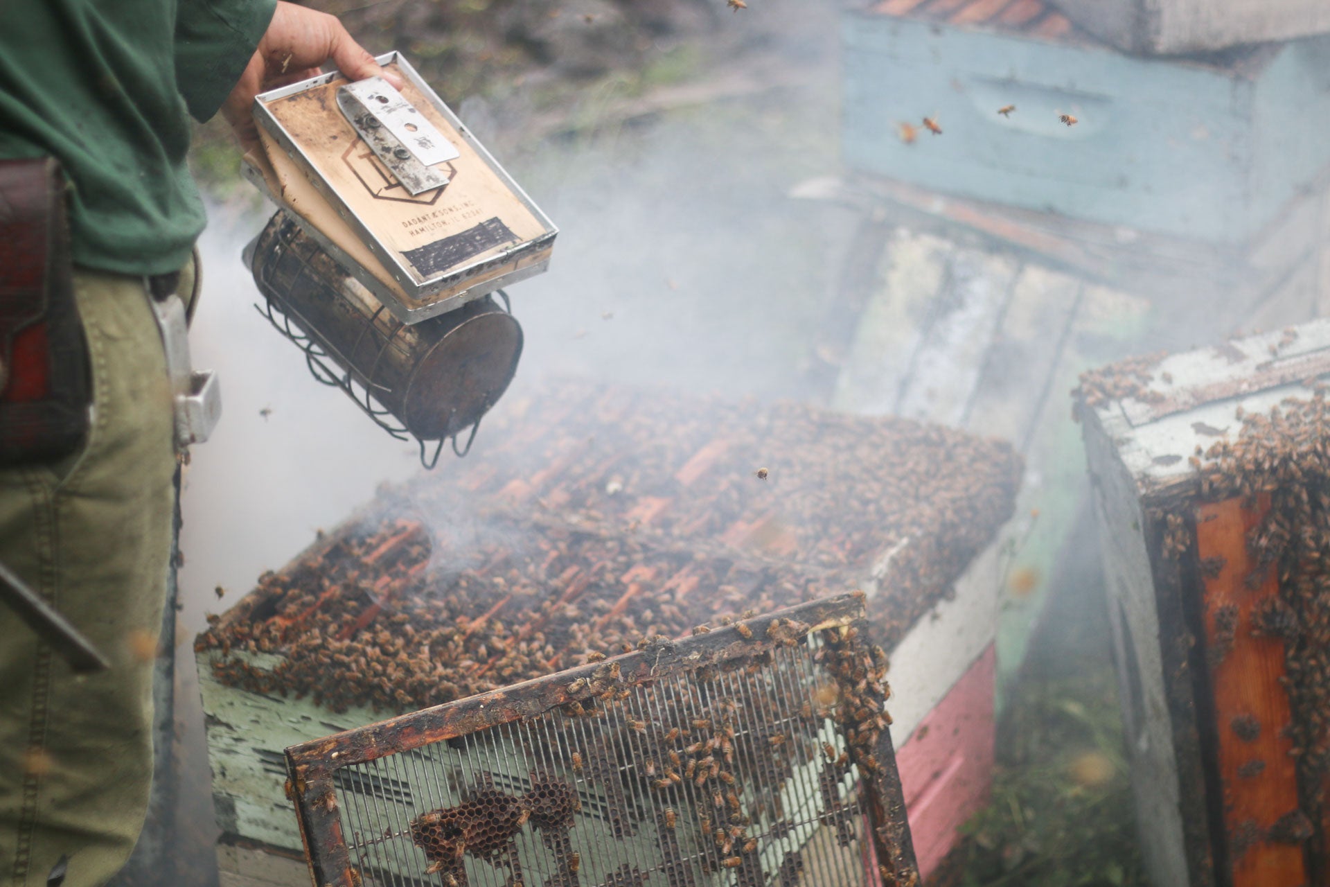 Smoke is used to subdue and remove the bees from the honey comb for honey harvest. PHOTO: Chance Punahele Photography