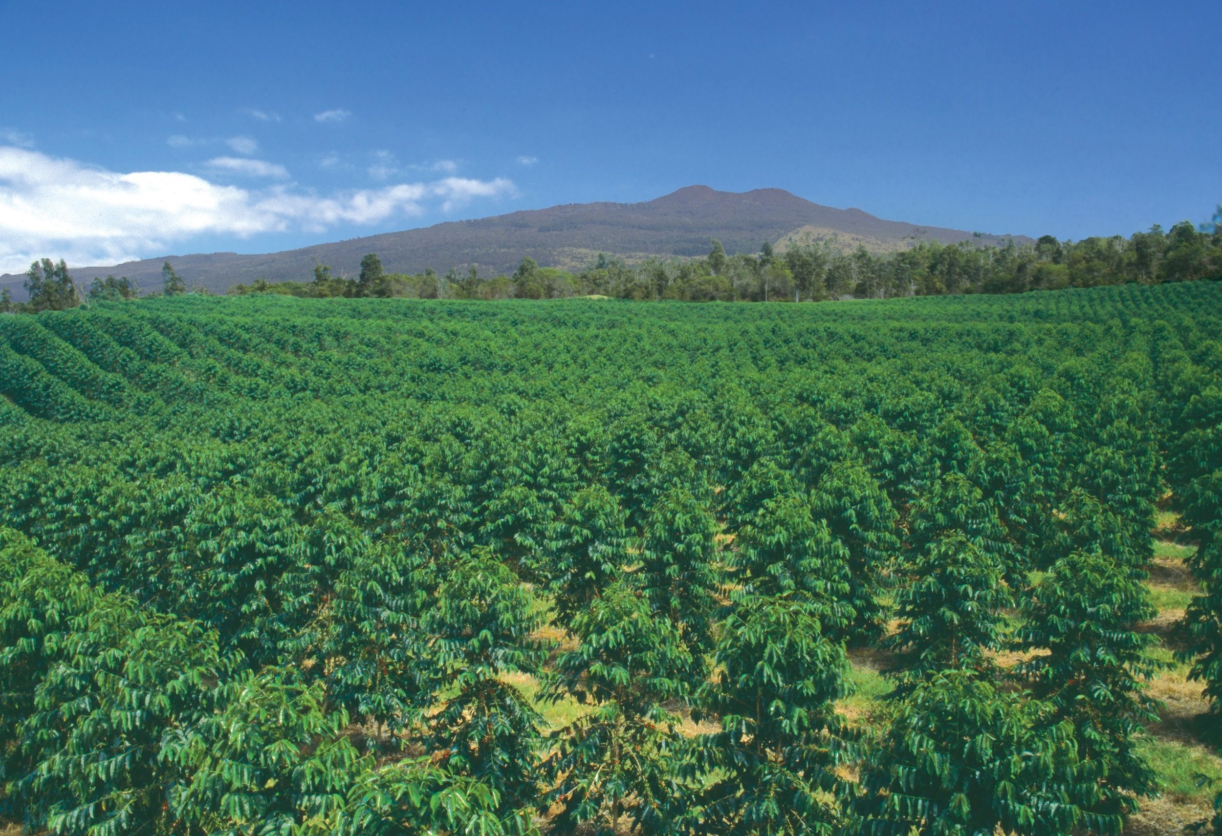 Our Farm in Holualoa, Kona., on the slopes of Hualalai.&nbsp; PHOTO: Kona Coffee &amp; Tea Company