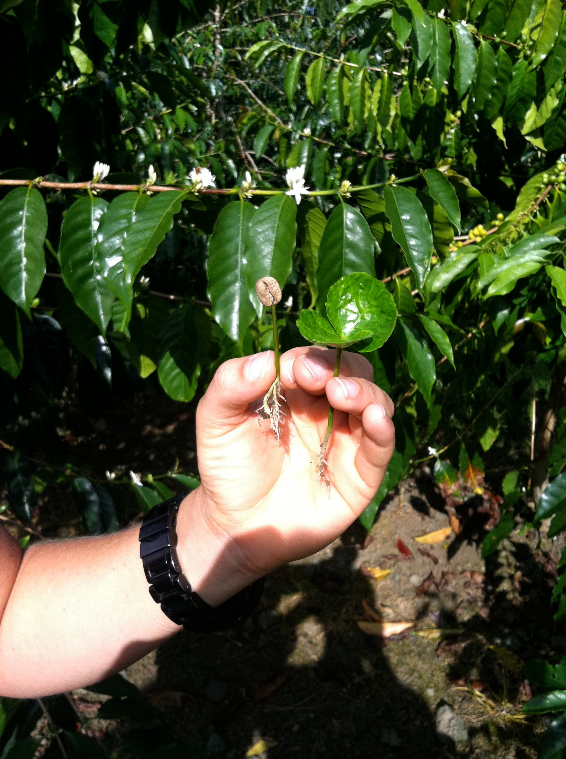 The journey of the bean starts as a dried coffee bean and grows into a seedling in our nursery.&nbsp; PHOTO: Jan Bolton