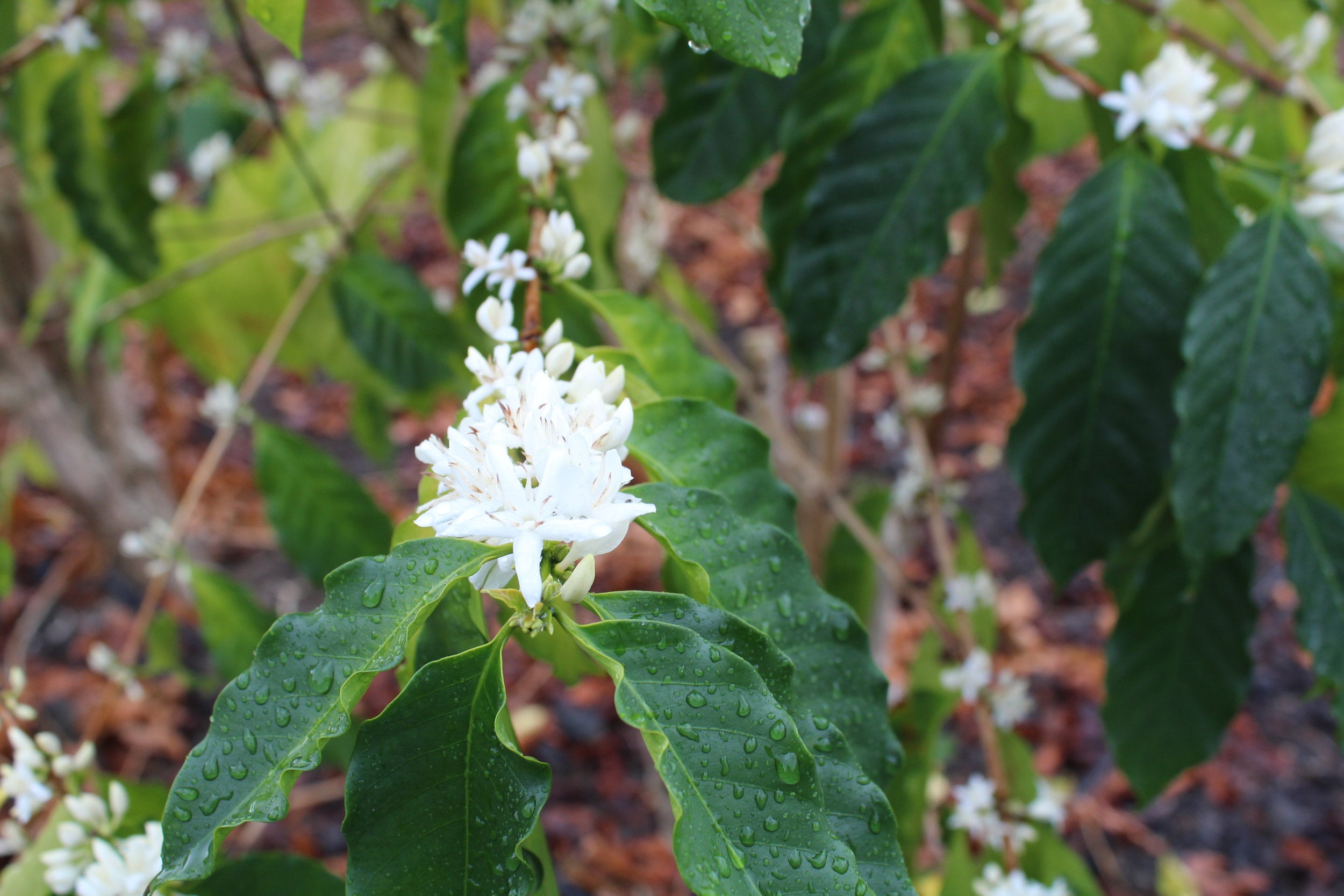 Kona Snow, the fragrant Kona Coffee flowers bloom each spring.&nbsp;PHOTO: Dayva Keolanui