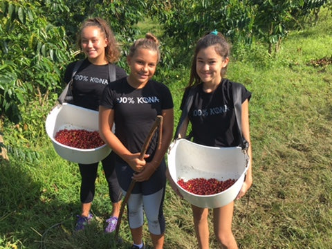 Our interns from Innovations Charter School picking coffee. PHOTO: Malia Bolton