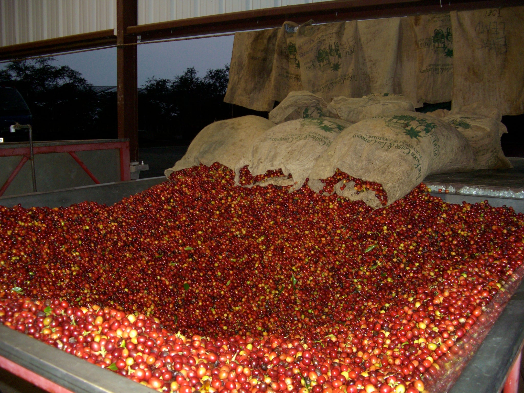 Picked Coffee Cherry about to be wet milled. PHOTO: Jan Bolton