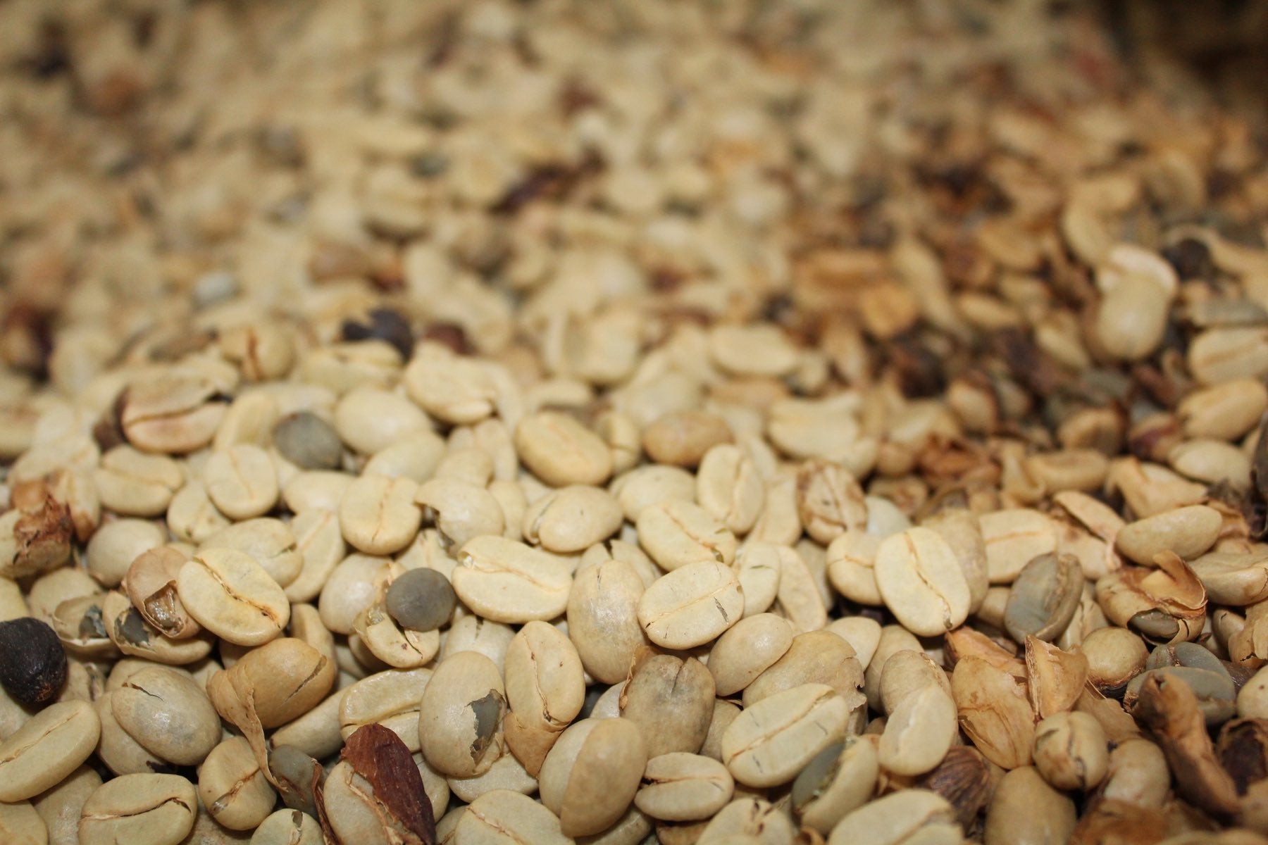 Dried coffee beans with their parchment still on.&nbsp; PHOTO: Kona Coffee &amp; Tea Company