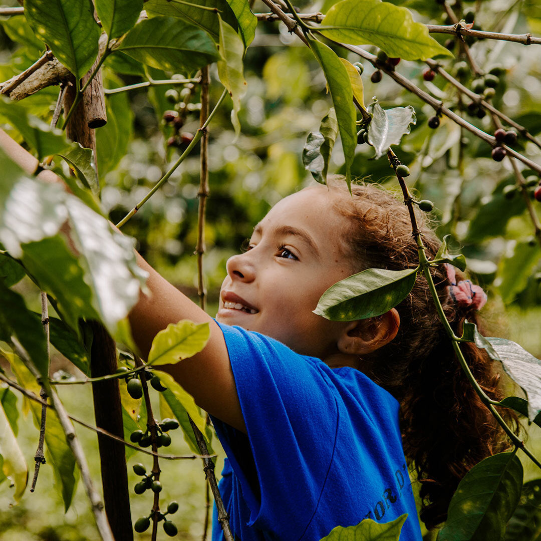 first-harvest-zadie.jpg