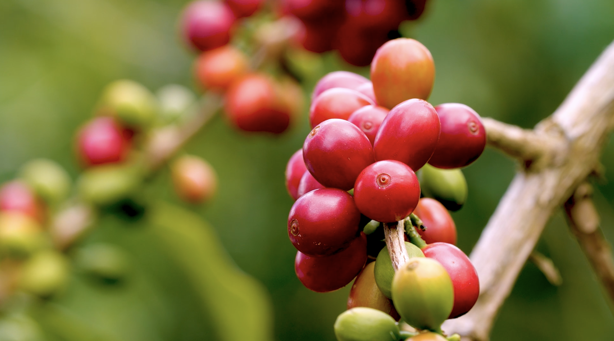 Ripe arabica typica coffee cherry on the Kona Coffee &amp; Tea farm. PHOTO: Farish Media
