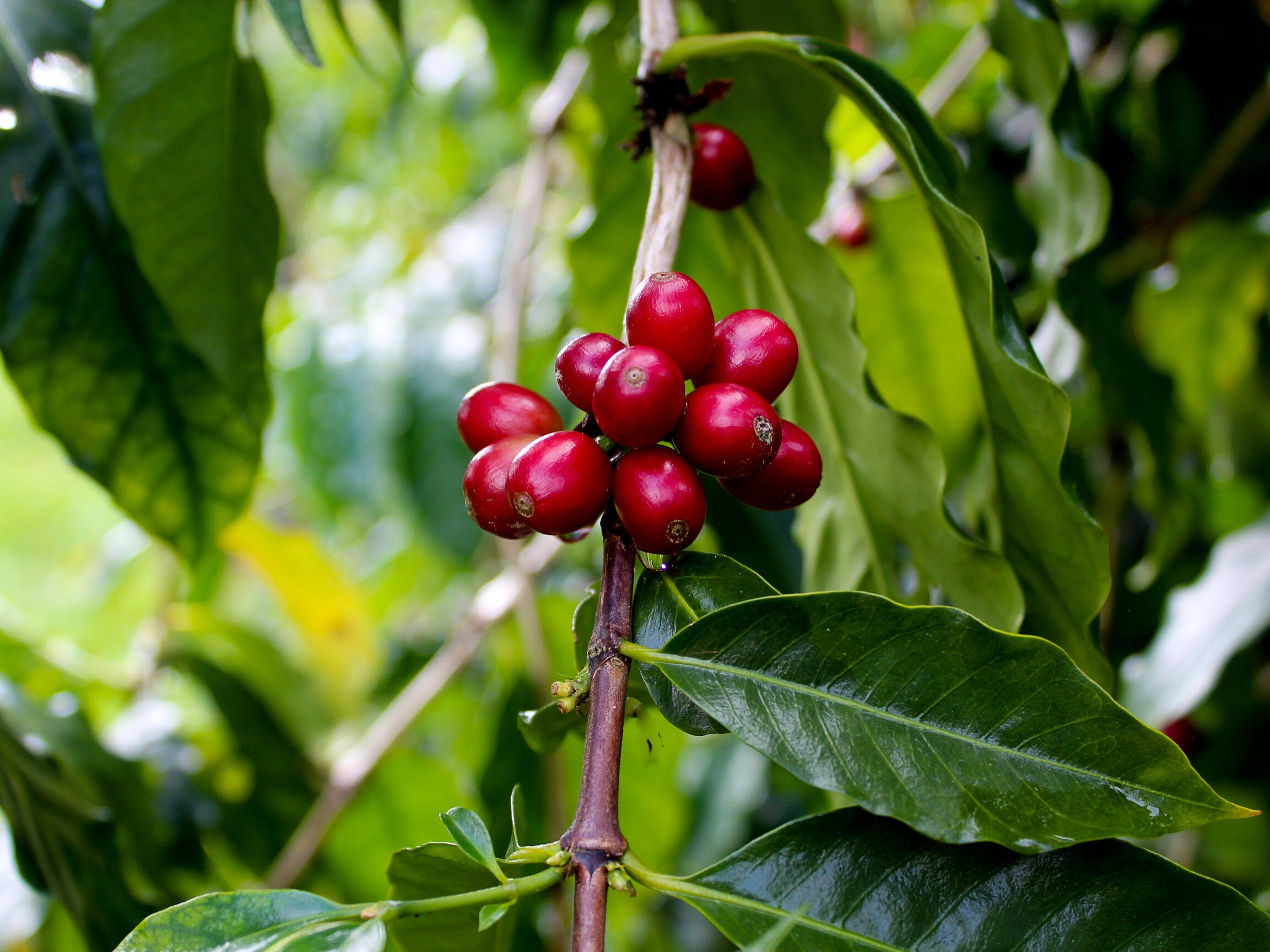 Peaberry beans grow on the same trees as all other beans. They make up about 3-5% of the total harvest and are sorted post-parchment during the sorting/grading process. PHOTO: Dayva Keolanui