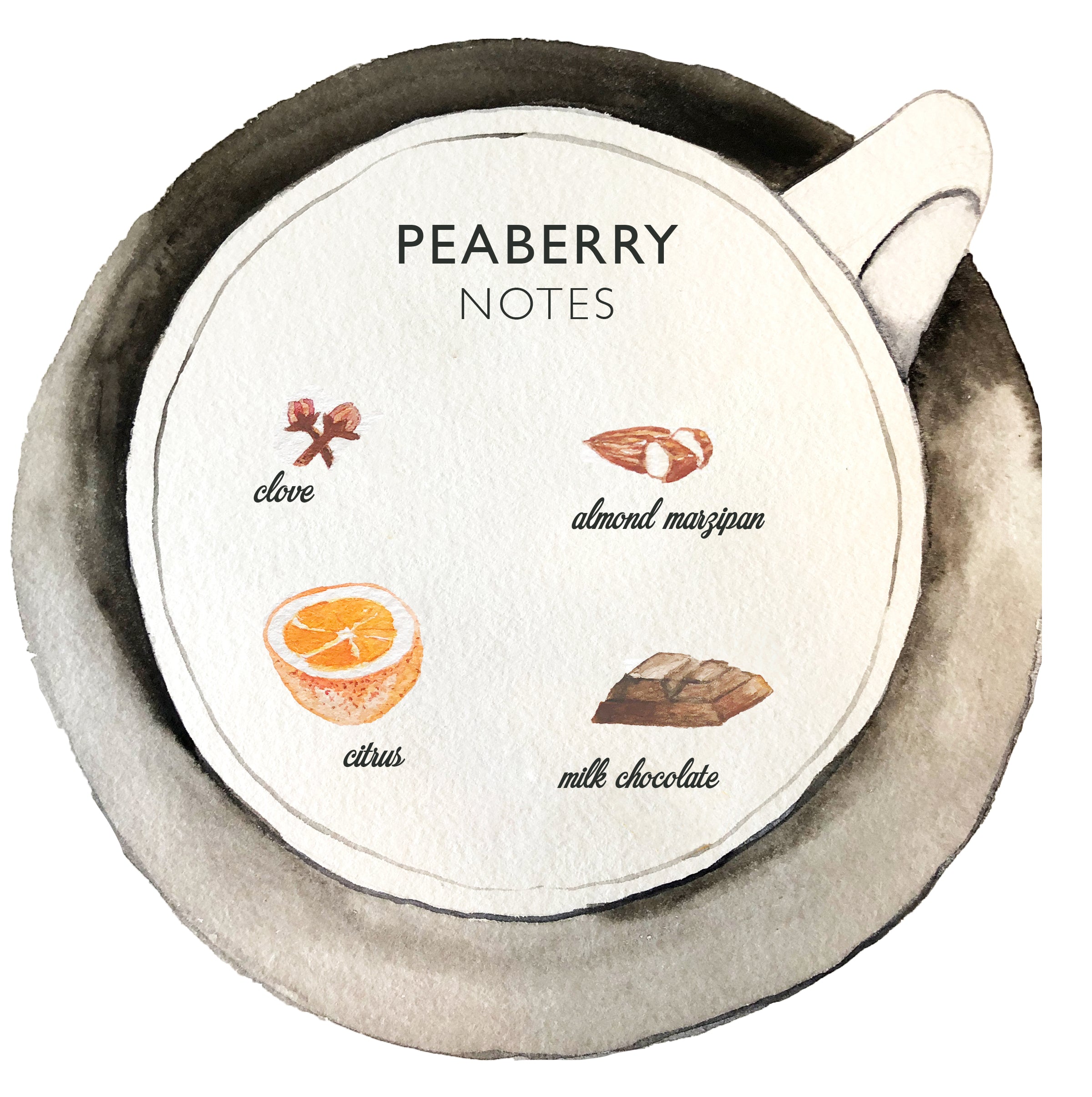 Peaberry notes KCTC watercolor.jpg