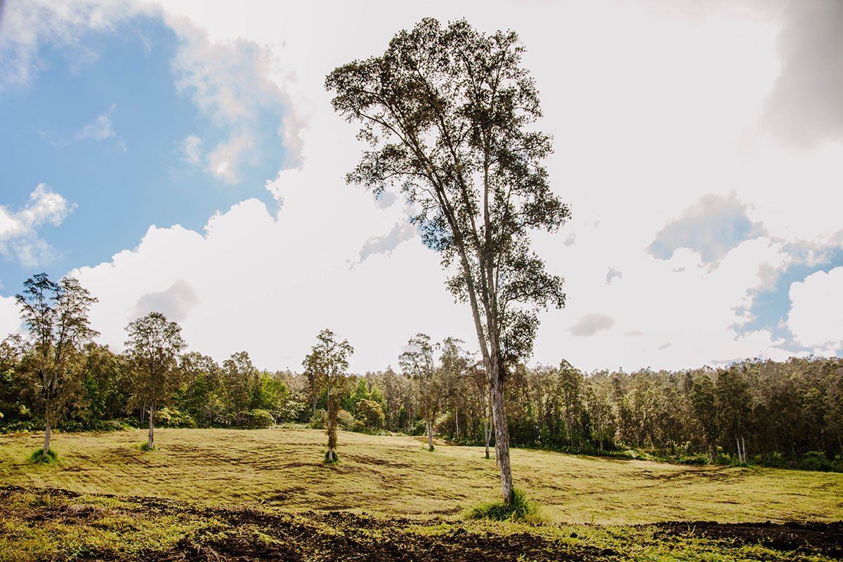 What is Agroforestry?