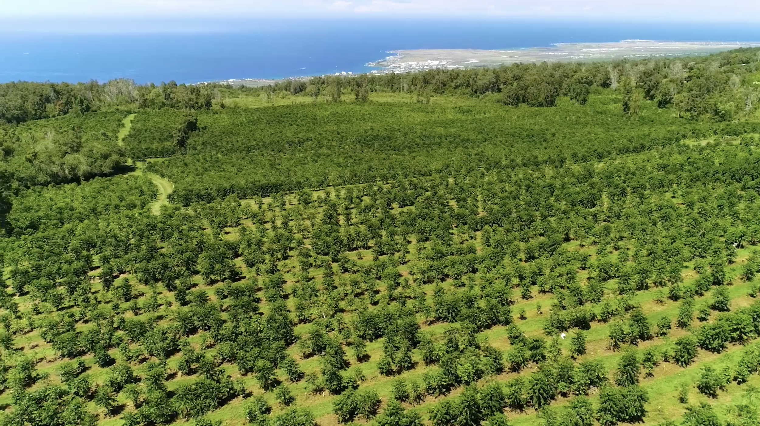 Aireal shot of the Kona Coffee &amp; Tea Farm in Holualoa, looking towards Kailua-Kona. PHOTO: Farish Media