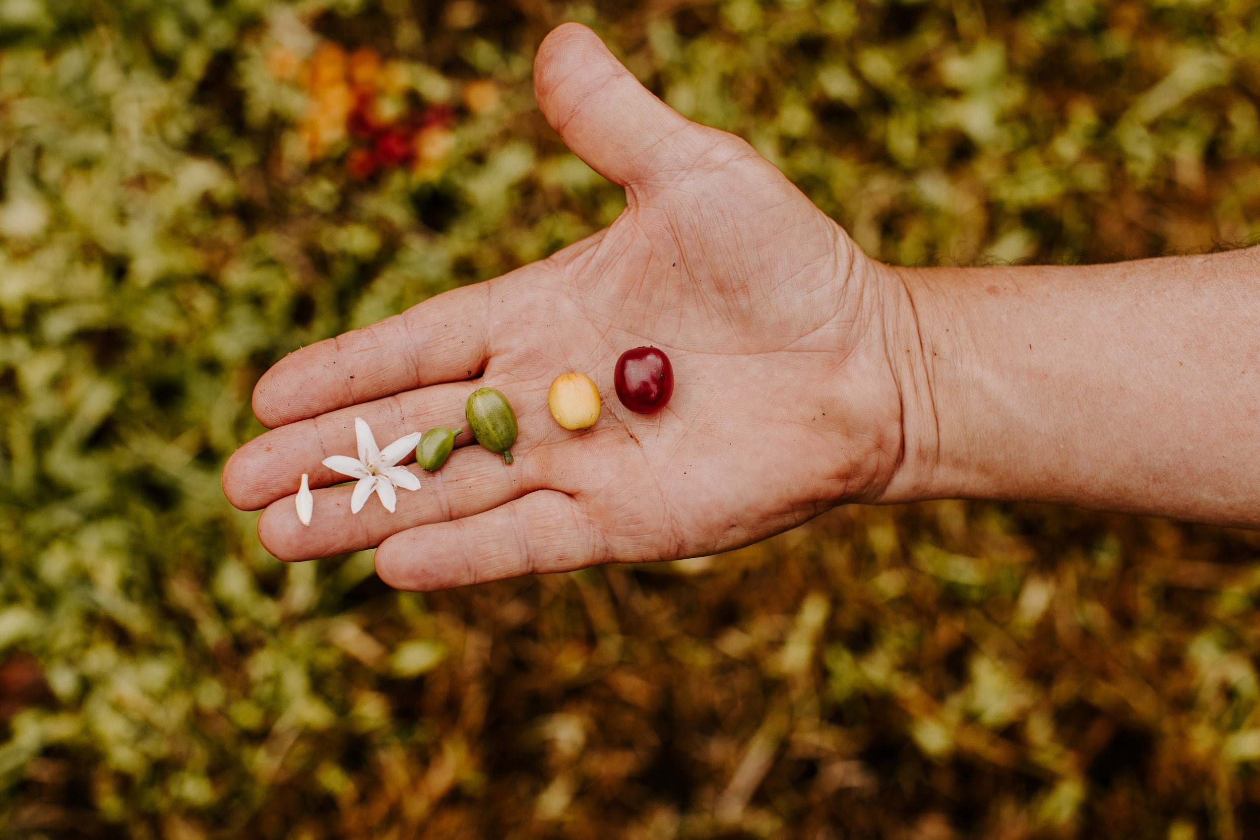 Photos From First Harvest - Rooted In Ohana