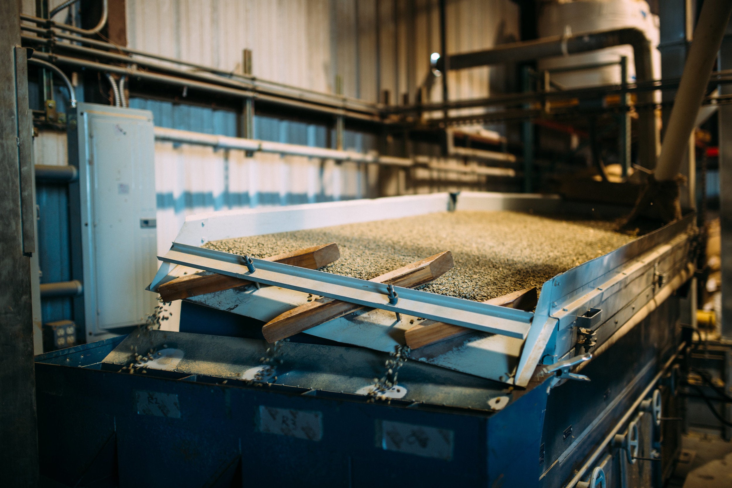 green coffee beans being graded at the Kona Coffee &amp; Tea Mill in Kona, Hawaii. PHOTO: Blake Wisz