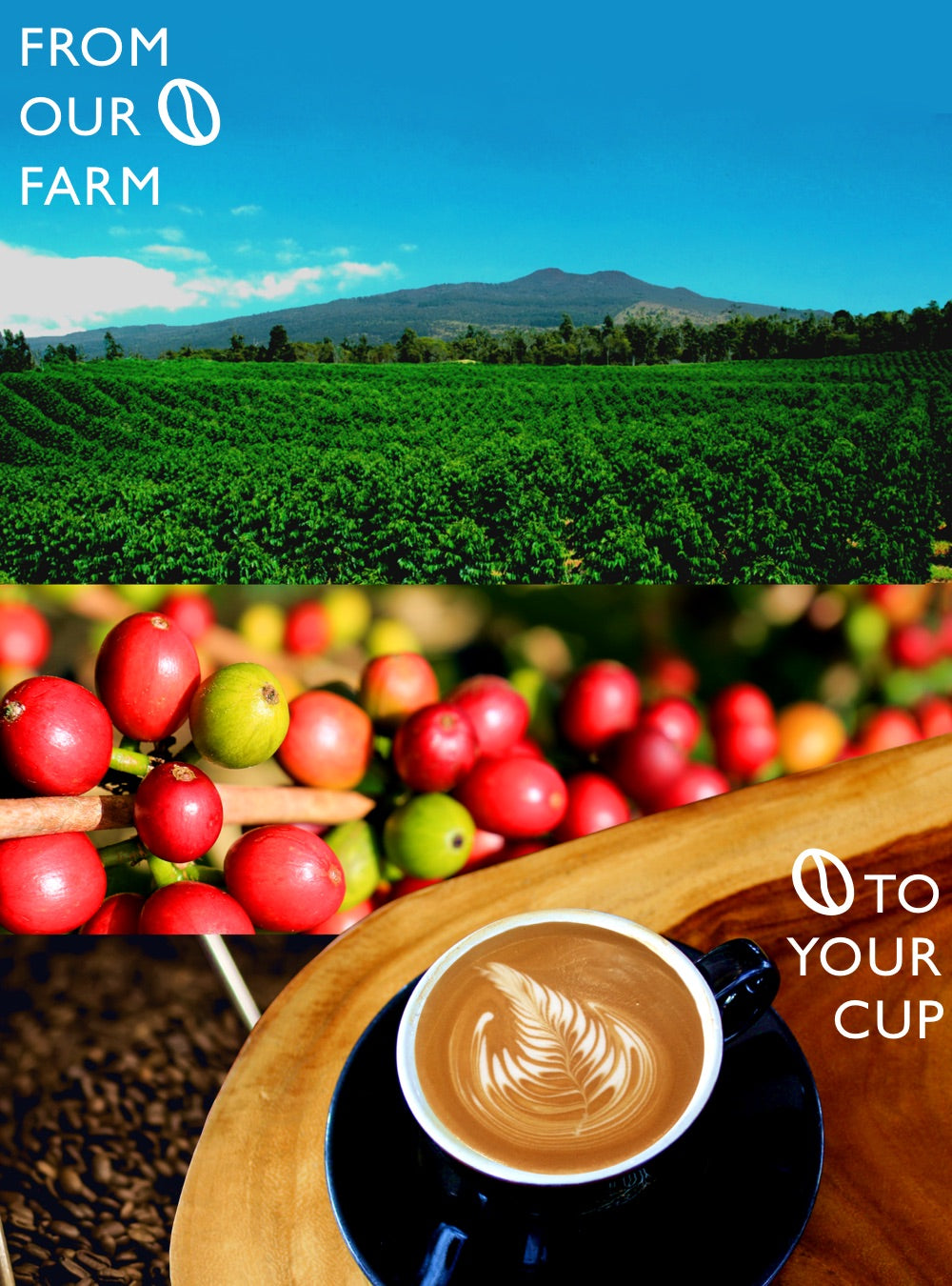 From out Farm to your cup _KCTC.jpg