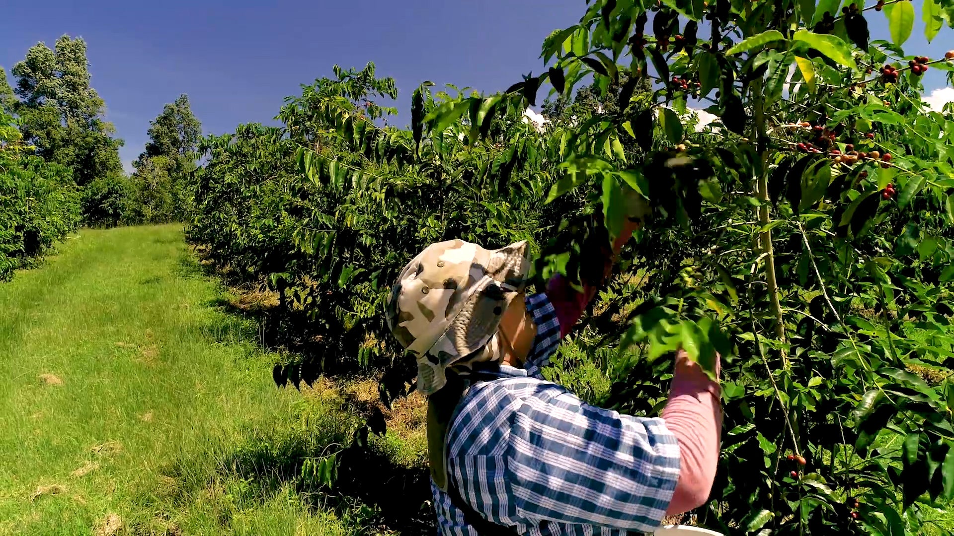 Picking Kona coffee on the farm. PHOTO: Farish Media