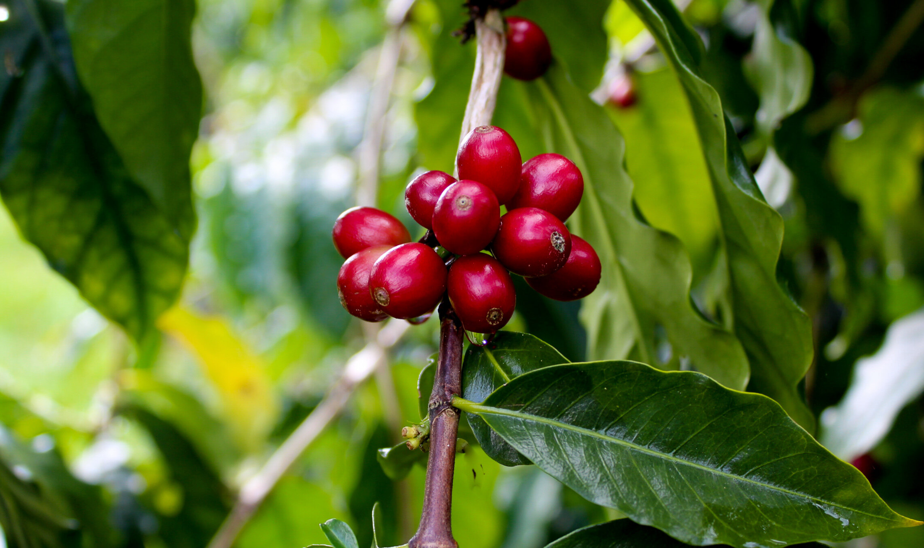 Your Guide to Peaberry Coffee