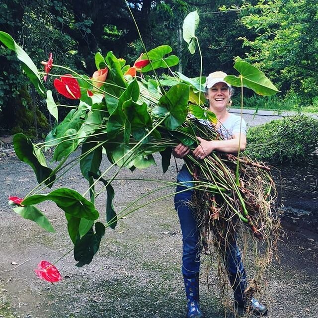 Happy Aloha Friday! Top cutting and relocating some very long anthurium vines!
#alwaysanthuriums #happyalohafriday #flowerfarm #hawaiiforestgrown #sustainablefarming