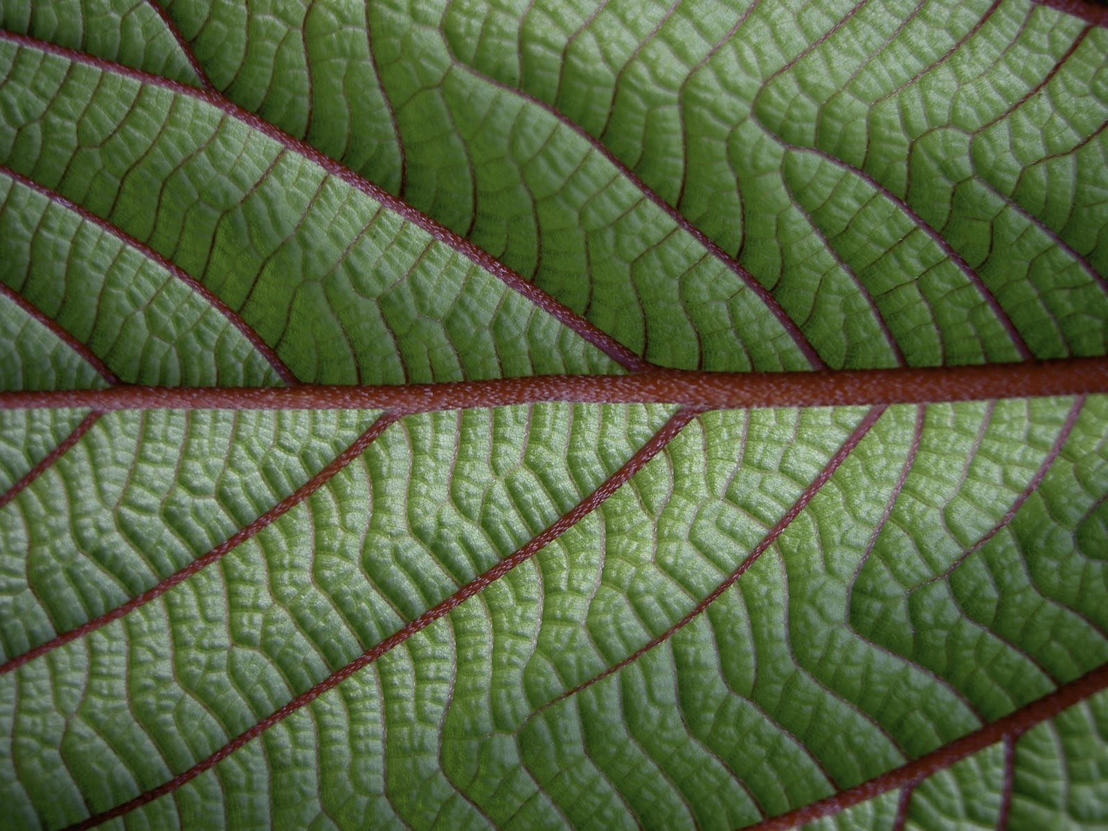 A close-up view of a Mamaki leaf shows the bright red veins. PHOTO: Tea Chest