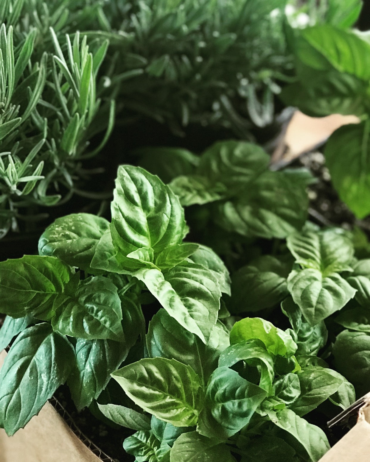 Basil  herbs Edible landscape Hawaii