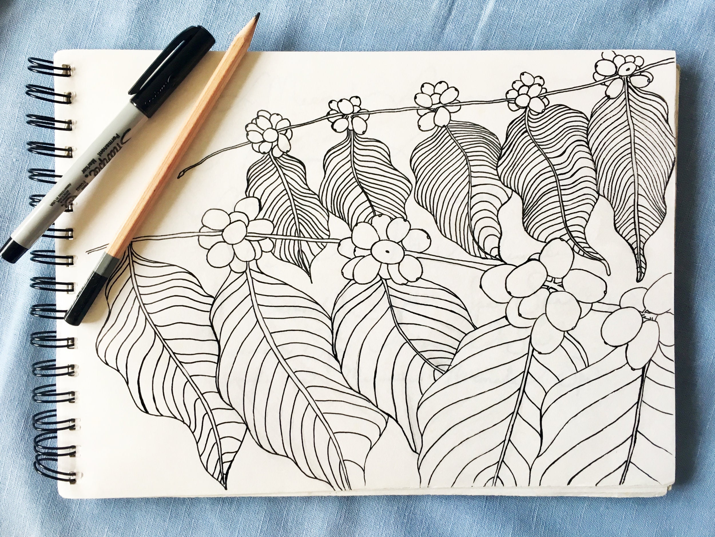 One of the original sketches of coffee cherry used in making the coffee print of the new Kona Coffee &amp; Tea bags. PHOTO: Dayva Keolanui