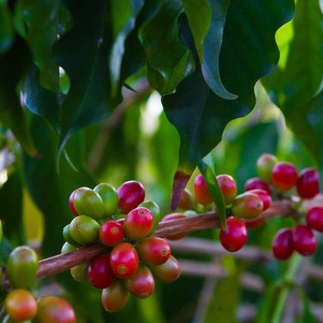 Coffee Cherry Ripe.jpg