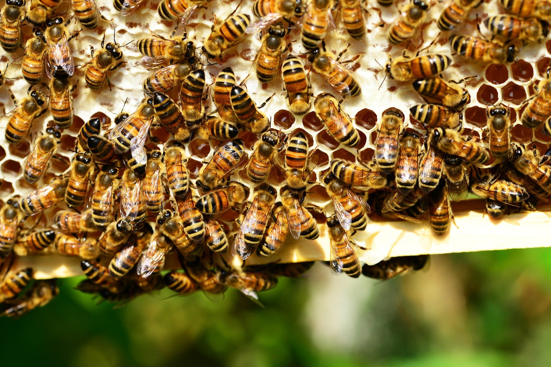 Busy bees on their honeycomb.&nbsp;