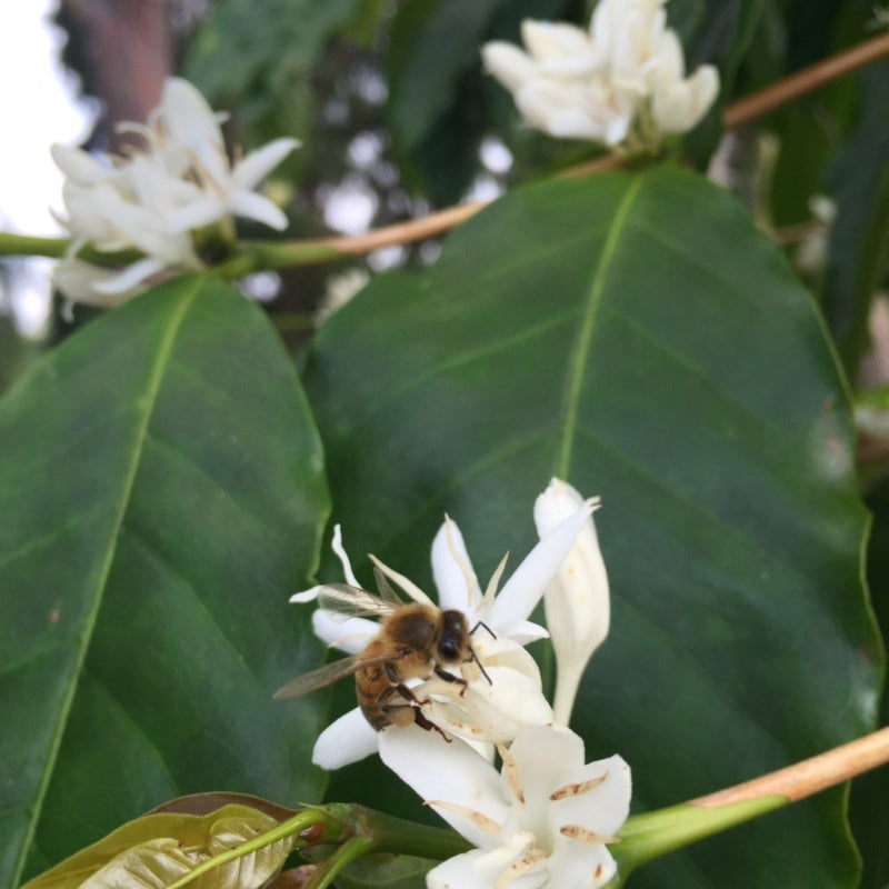 A bee gathering nectar from a Kona coffee flower.&nbsp; PHOTO: Malia Bolton