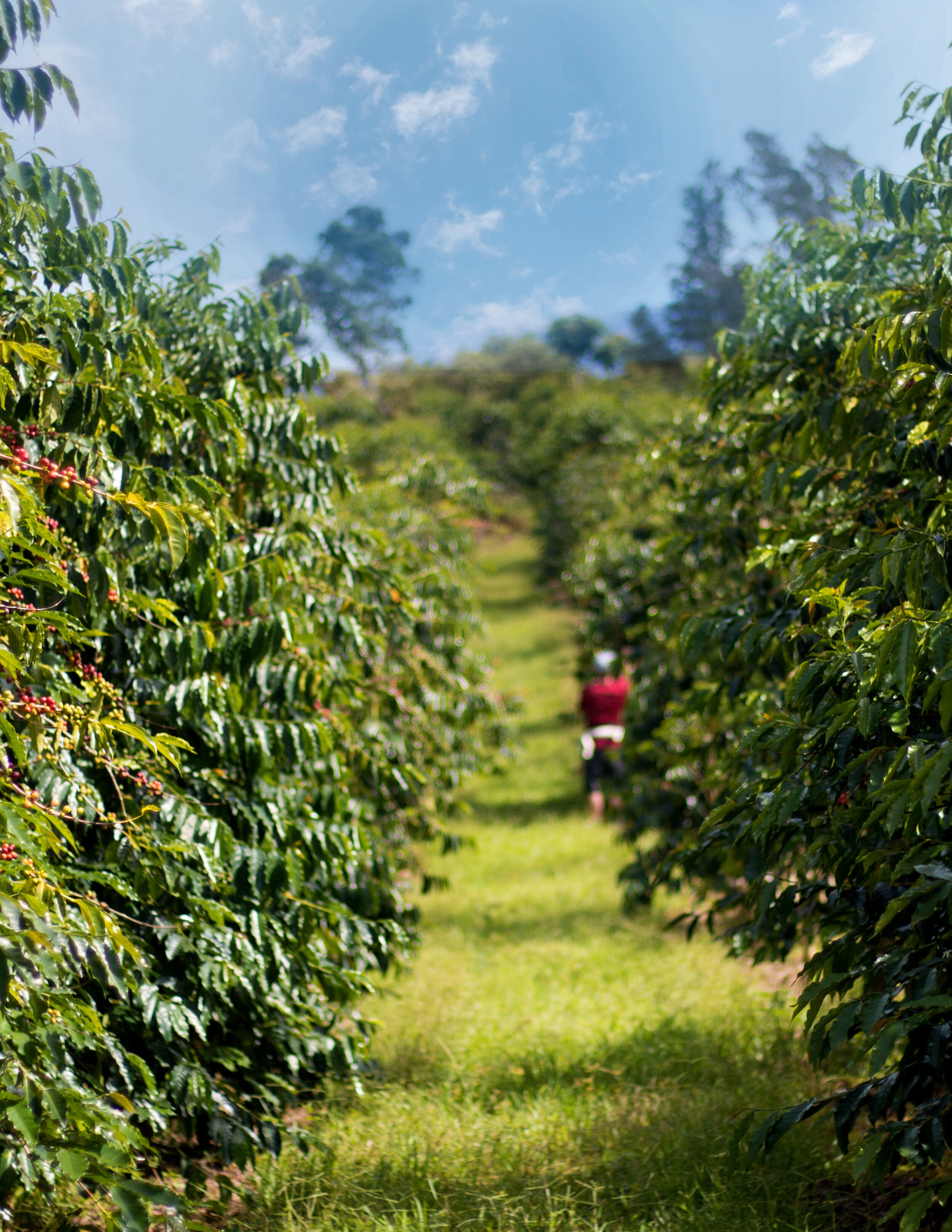 First Harvest 2023: Celebrating 25 Years of Farming Kona Coffee